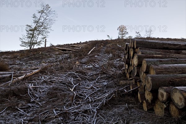 Deforested landscape covered with hoarfrost Grimminghausen