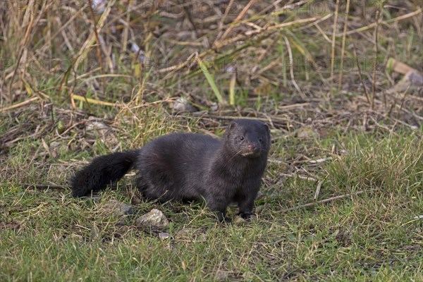 American Mink