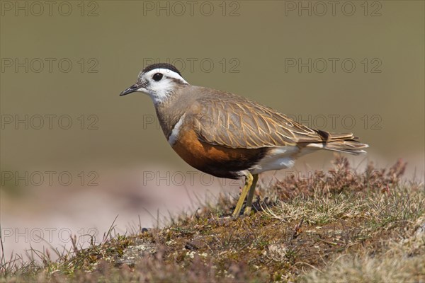 Adult male Dotterel