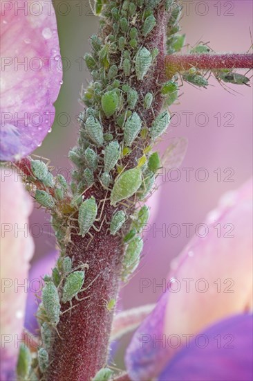 Group of Aphids/Greenfly