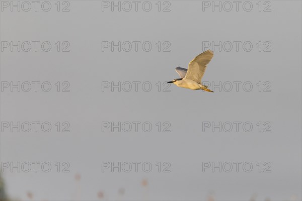 Black-Crowned Night Heron