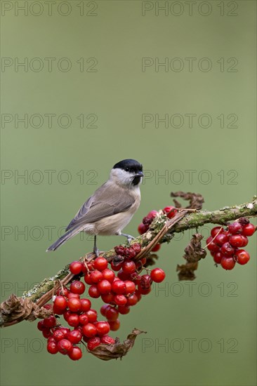 Marsh Tit