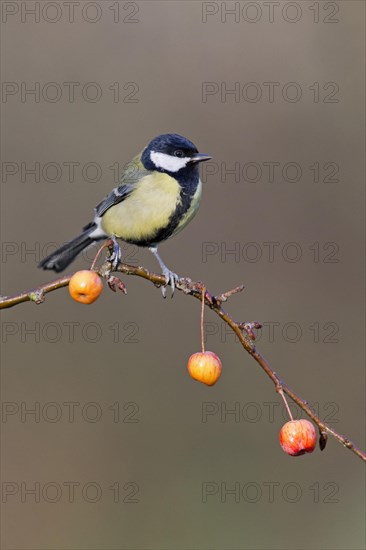 Great Tit