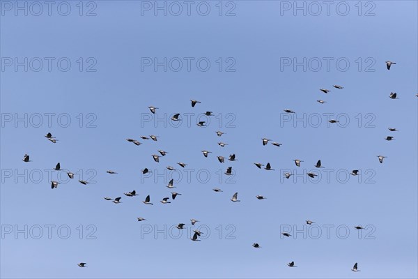 Woodpigeon