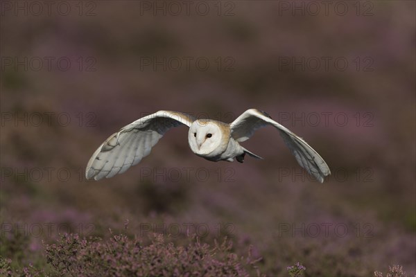 Barn Owl