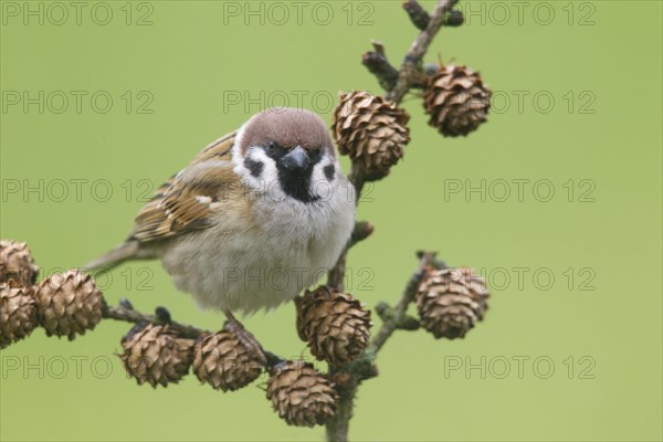 Eurasian Tree Sparrow