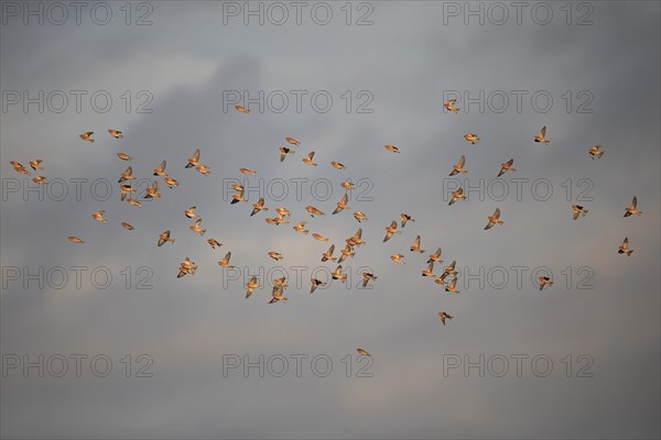 Eurasian Linnet