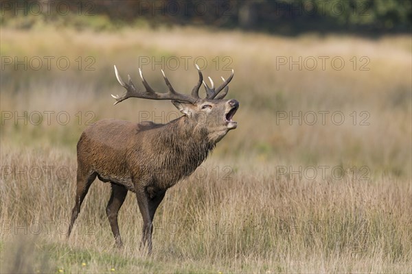 Red Deer