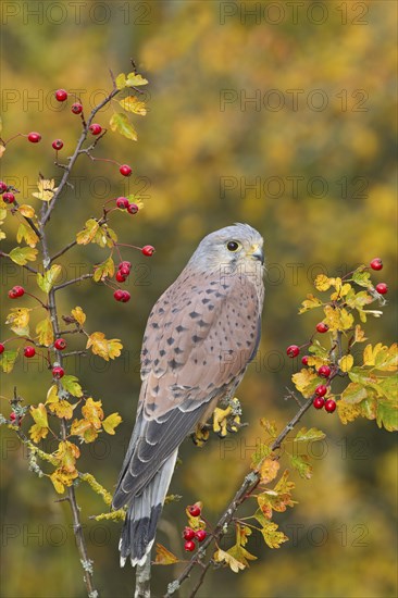 Common Kestrel