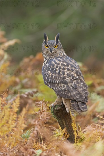 Eurasian Eagle-owl