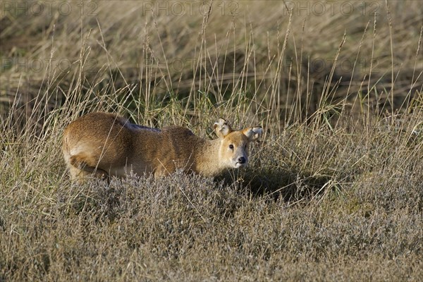 Chinese Water Deer