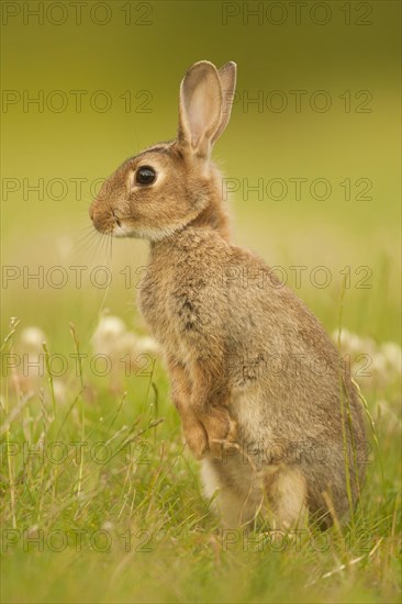 European Rabbit