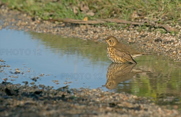 Song Thrush