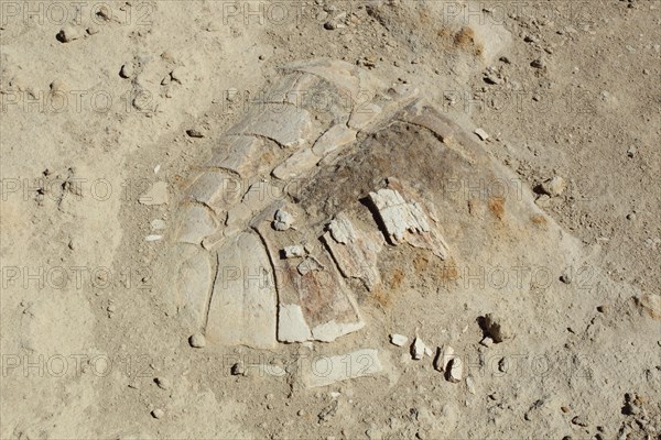 Turtle fossil shell