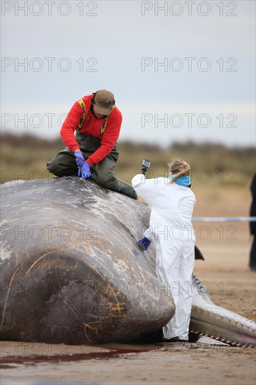 Sperm Whale