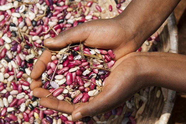 Child looking at freshly harvested beans