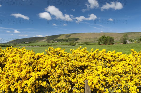 Gorse hedge and farmland in the Forest of Bowland near Slaidburn