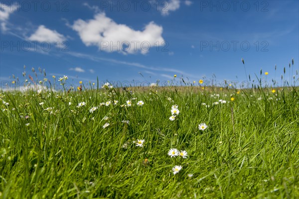 Traditional Dales upland meadow with pleny of herbs and wildflowers in. Yorkshire