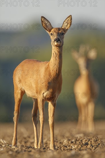 Western Roe Deer