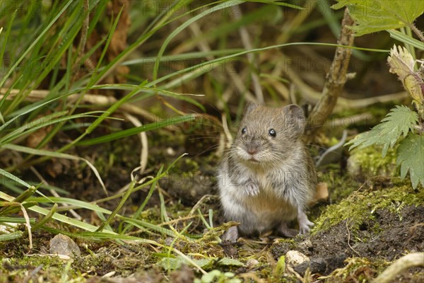 Bank Vole