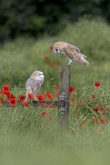 Barn Owl