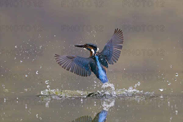 Common Kingfisher