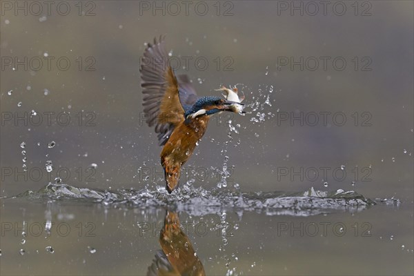 Common Kingfisher