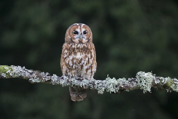 Tawny Owl