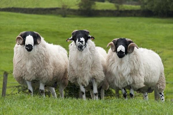 Rough Fell shearling rams