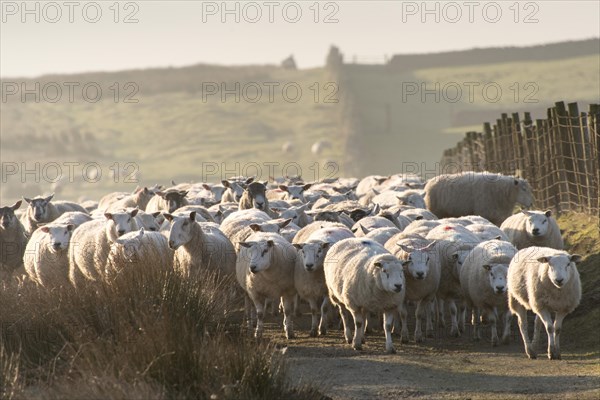 Shepherd fetching flock of sheep down off moorland on a cold crip winters morning