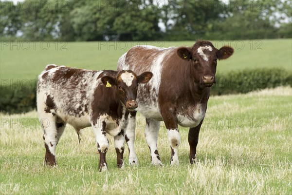 Beef Shorthorn cattle on pasture