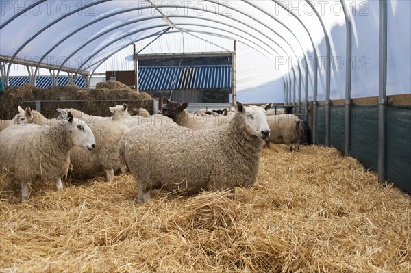 In lamb ewes housed in a polytunnel prior to lambing. UK