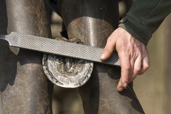 Farrier cold shoeing a horse. North Yorkshire