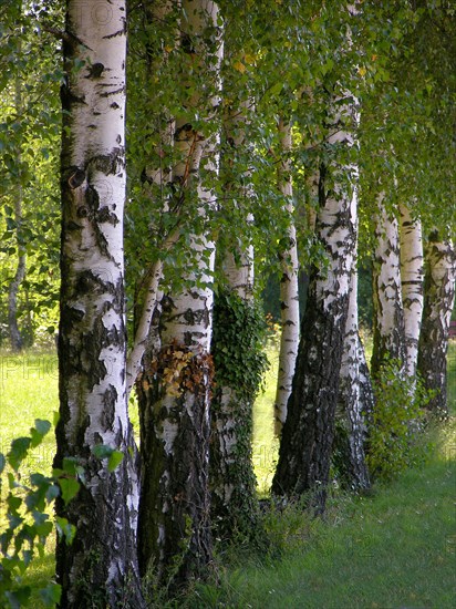 Birch trees