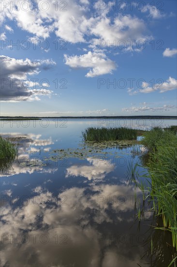 Reeds on the shore of Filso with reflection of the clouds in the morning calm