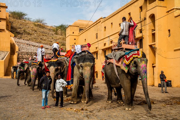 Elephants after work at the gathering place