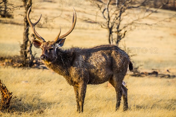 Samba deer