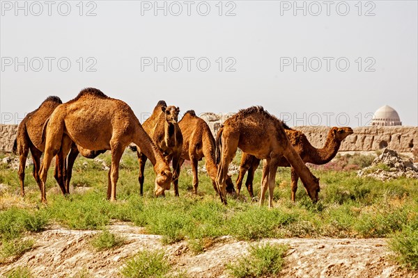 Dromedaries in front of ancient city wall