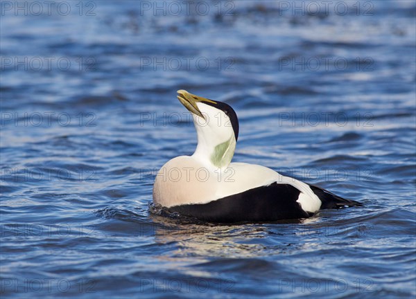 Adult male Common Eider