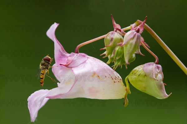 Hoverfly on Indian Balsam/Policemans Helmet