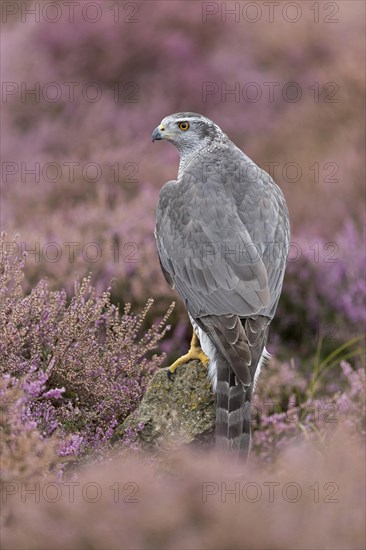 Northern Goshawk