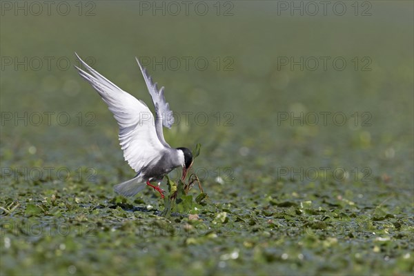 Whiskered Tern