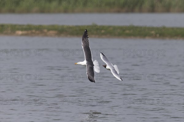 Black-Headed Gull