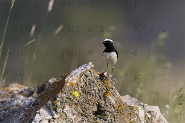 Pied Wheatear