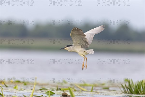 Black-Crowned Night Heron