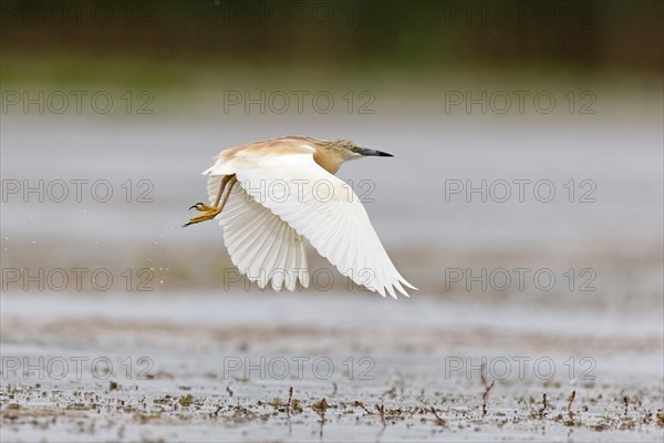 Squacco Heron