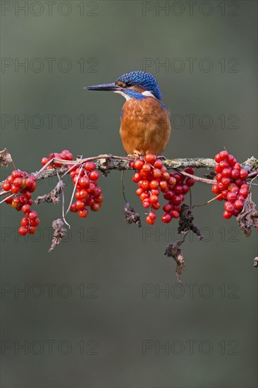 Common Kingfisher