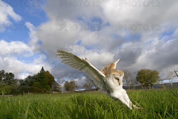 Barn Owl