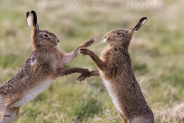 European Hare