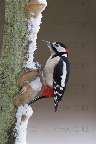 Great Spotted Woodpecker